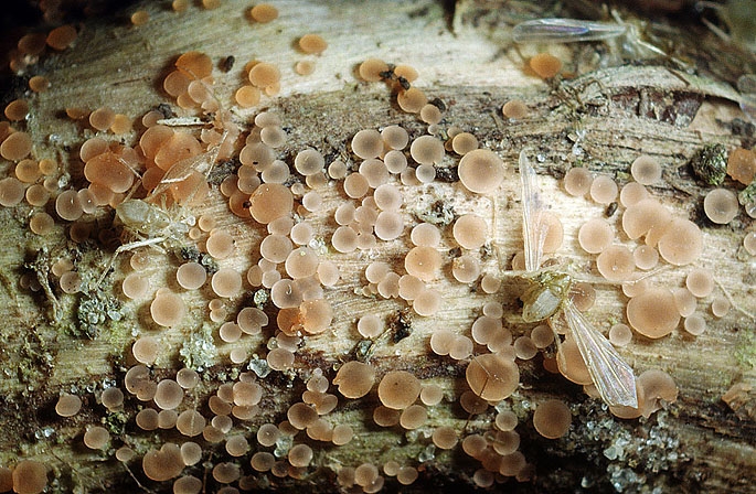 OrbiliaSarr-JHP-03.060.jpg