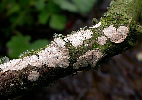 JHP-05.030-CorticiumRose02.jpg