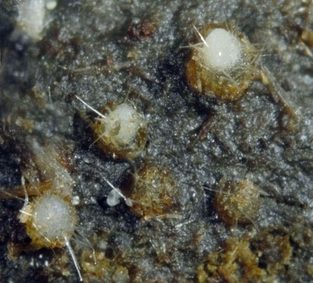 TrichobolusZuka-JHP-06.jpg