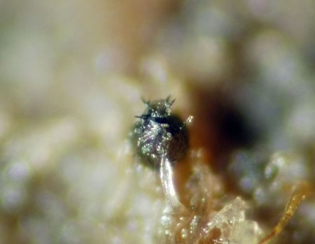 VenturiaMinu-JHP-06.jpg
