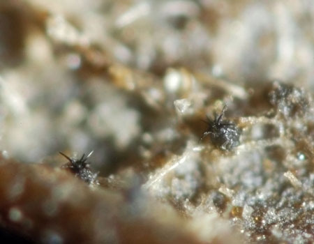 VenturiaMinu2-JHP-06.jpg