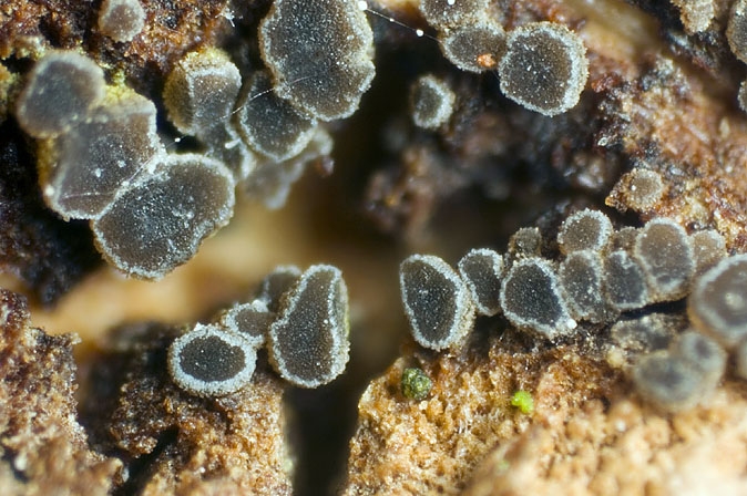 HyphodiscusThei-JHP-07.067.jpg