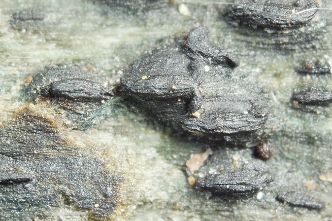 LophiostomaViri-JHP-07.073-260507-05.jpg