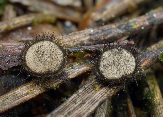 Desmazierella acicola