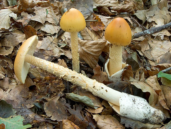 Amanita croceua