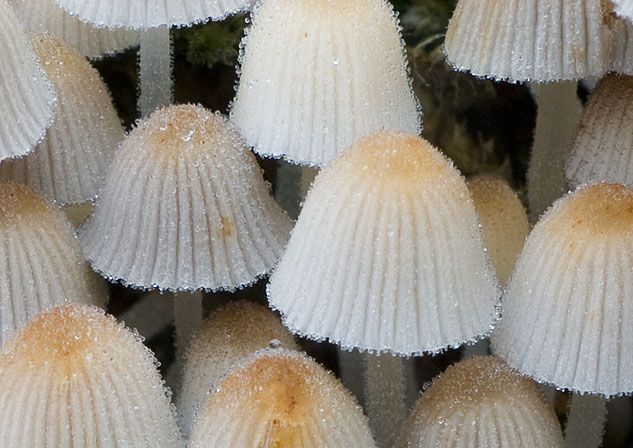 Coprinellus disseminatus