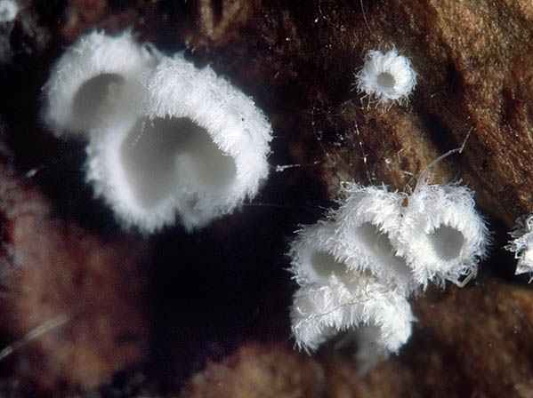 Flagelloscypha minutissima