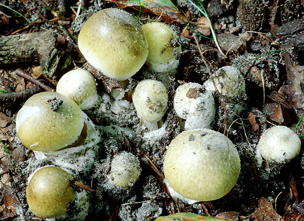 Amanita phallodes