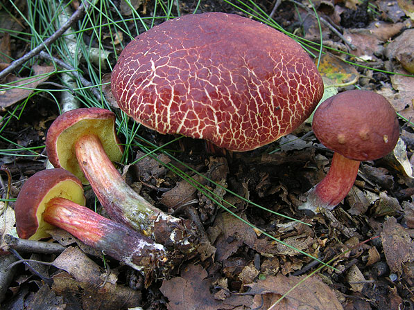 Boletus ripariellus